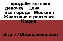 продаём котёнка девочку › Цена ­ 6 500 - Все города, Москва г. Животные и растения » Кошки   